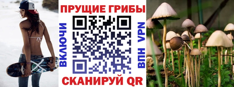 Псилоцибиновые грибы Psilocybine cubensis  Кашин 